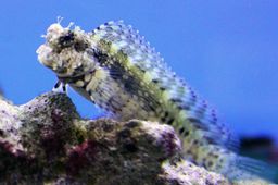 BLENNY LAWNMOWER (SALARIAS FASCIATUS)