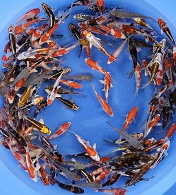 KASE METALLIC MIX TOSAI