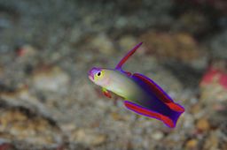 GOBY PURPLE (NEMATELEOTRIS DECORA)