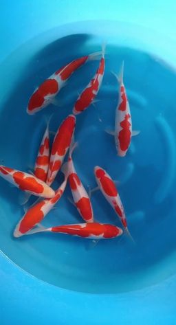 NND KOHAKU TATESHITA MIX TOSAI