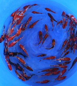 MINUMA GOSHIKI & SHOWA MIX TOSAI