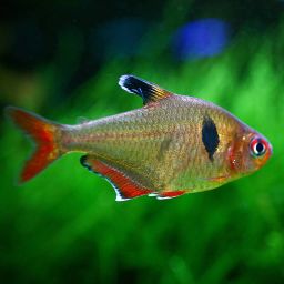 TETRA SERPAE