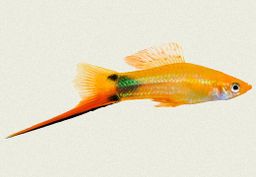 SWORDTAIL PINEAPPLE MICKEY MOUSE