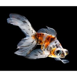 TELESCOPE EYE CALICO