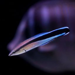 WRASSE CLEANER (LABROIDES DIMIDIATUS)