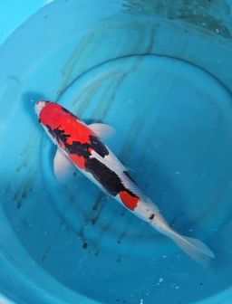 0GAMI SHOWA MALE NISAI