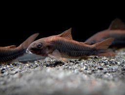 CORYDORAS BLACK VENEZUELA