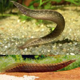 EEL SPINY
