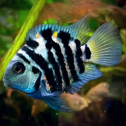 CICHLID PARROT TIGER / POLAR