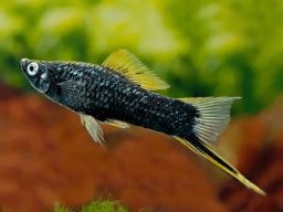 SWORDTAIL BLACK