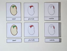 Parts of a seed nomenclature
