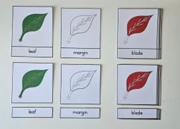 Parts of a leaf nomenclature