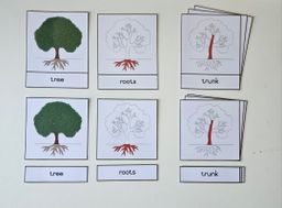 Parts of a tree nomenclature