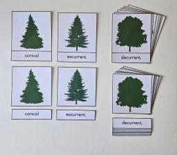 Tree shapes nomenclature