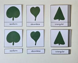 Leaf shapes nomenclature