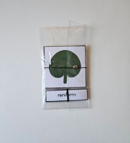 Leaf shapes nomenclature