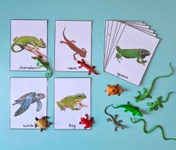 Object - Card Matching Set - Reptiles and Amphibians