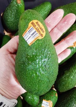 Australia Shepard Avocado