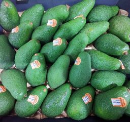 Australia Shepard Avocado