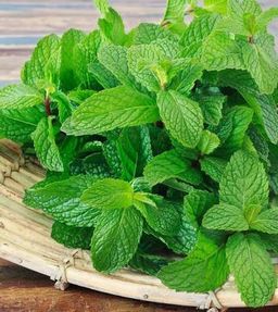 Fresh mint leaves per bunch