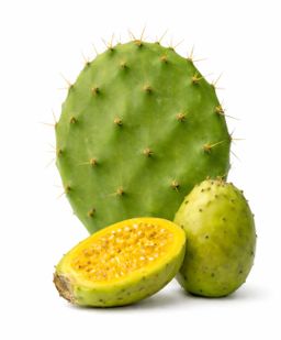 Prickly Pear cutting x 1 