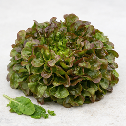 Xandra Red Oak Lettuce (120g)