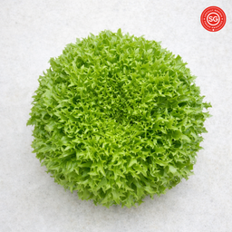 Excentric Green Crisp Lettuce (120g)