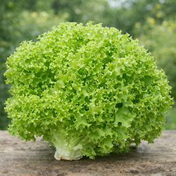 Green Coral Lettuce (120g)