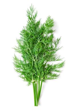 Fresh Dill 