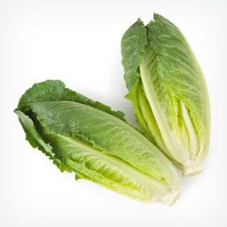 Lettuce Romaine 