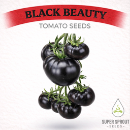 BLACK BEAUTY TOMATOES x 15+ seeds