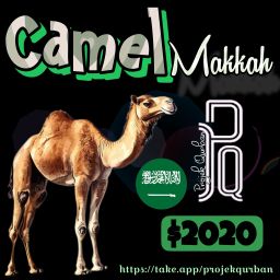 Camel - Makkah
