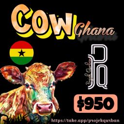 Cow - Ghana