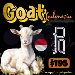 Goat - Indonesia