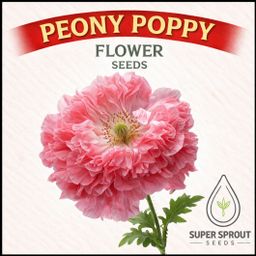 ⚘POPPY PAEONY MIX⚘ x 100+ seeds