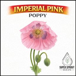 🌸IMPERIAL PINK POPPY🌸 x 100+ seeds