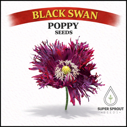 Black Swan poppy x 100 seeds 