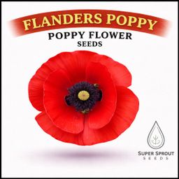🌸FLANDERS POPPY🌸 x 100+ seeds