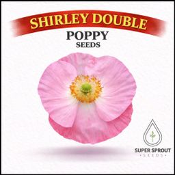 🌸SHIRLEY DOUBLE POPPY🌸 x 100+ seeds