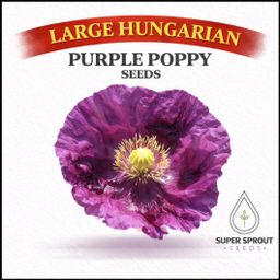 LARGE HUNGARIAN POPPY x 100+ seeds