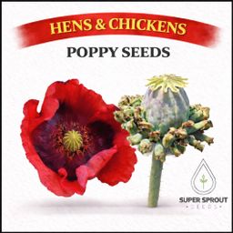Hen & chicken poppy x 100 seeds 