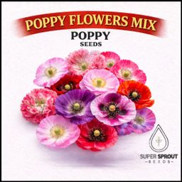 Poppy mix flowers x 100+ seeds 