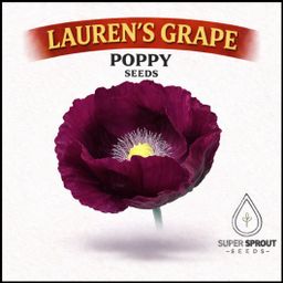 LAUREN'S GRAPE POPPY/PAPAVER x 100+ seeds