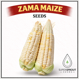 Groenmielie / Zama maize x 25 seeds organic 