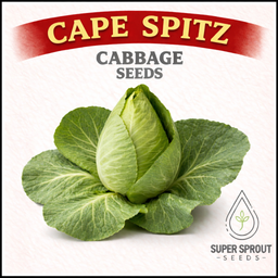 Cape Spitz cabbage x 50+ seeds 