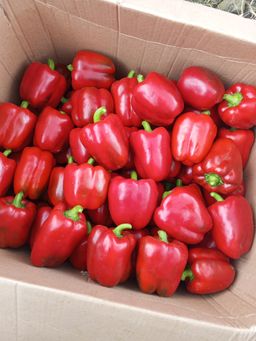 Red Bell Pepper