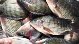 ikan nila hidup fresh
