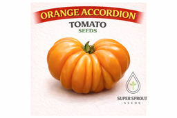 🍅ORANGE ACCORDION TOMATO🍅 x 10 organic seeds