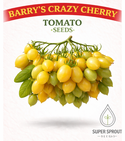 BARRY'S CRAZY CHERRY TOMATO x 15 organic seeds