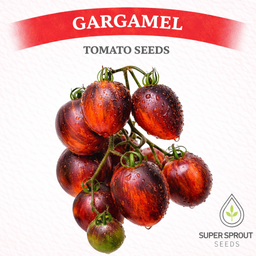 🍅GARGAMEL TOMATO🍅 x 15 organic seeds